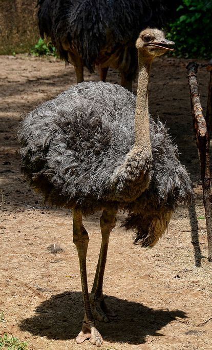 These giant ostrich can be seen in flightless bird exhibition Family ...