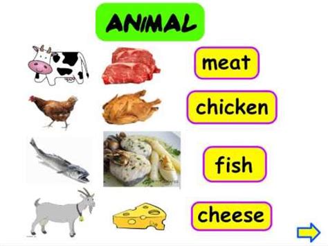 animal and plant origin food - YouTube