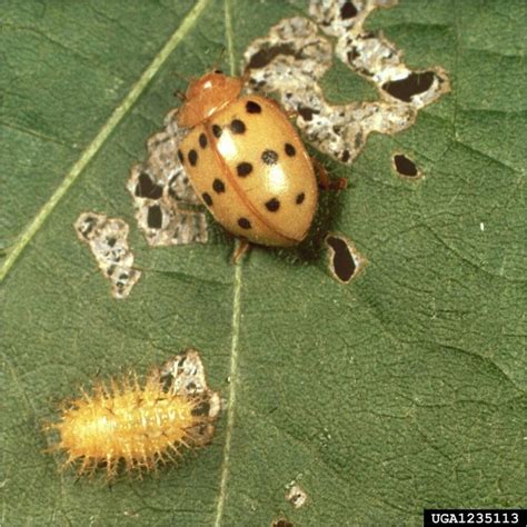 Dealing with Mexican Bean Beetles in Your Georgia Garden – Center for Urban Agriculture