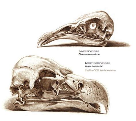 Image result for red-headed vulture skull Bird Drawings, Animal ...