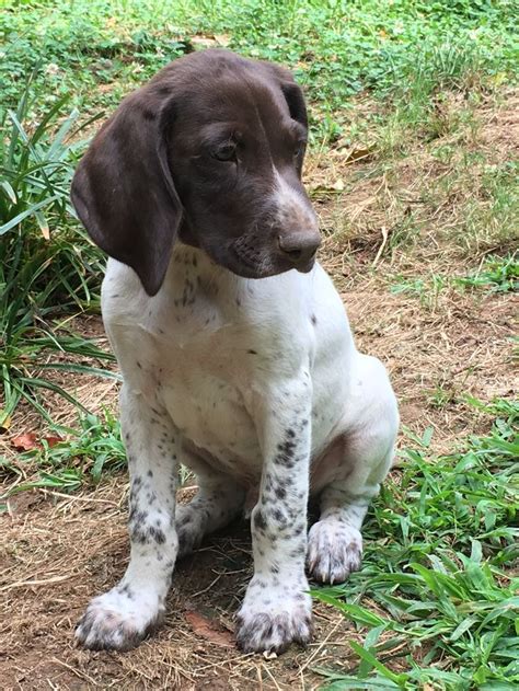 6 week Old German Shorthaired Pointer. Liver & white | German pointer puppy, German shorthaired ...