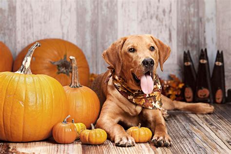 Halloween Safety Tips for Dogs: 6 Simple Steps - Tractive