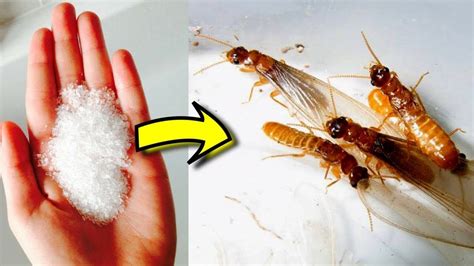 How to Get Rid Of Flying Termites Naturally In House – Remedies To Keep These Pests Out Of Your ...