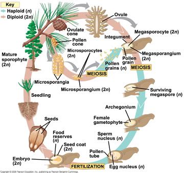 Coniferophyta - Plant Divisions