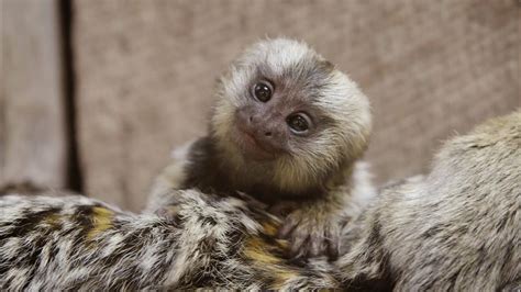 Common Marmoset Baby