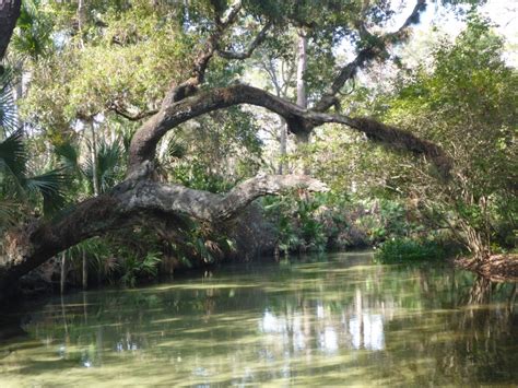 Paddleboard Camping on Rock Springs Run – Florida Waterscapes