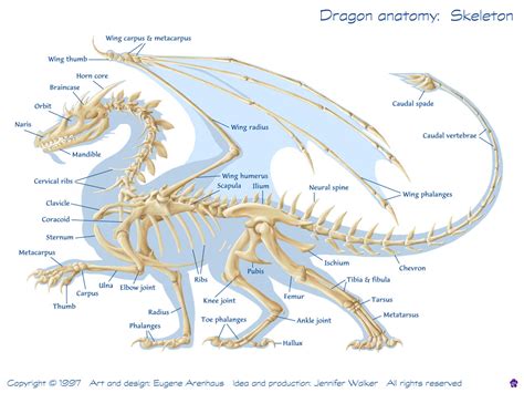 Snake Bones Diagram Snake Skeleton Wikipedia The Free Encyclopedia - Human Anatomy Body