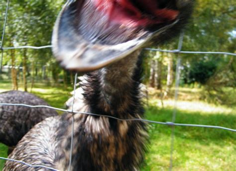 Photographer attacked by angry emu as it lunges at him | Daily Mail Online