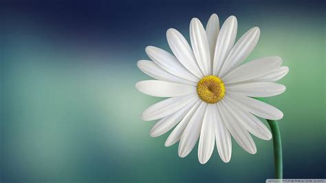 Daisy Desktop Wallpapers - Wallpaper Cave