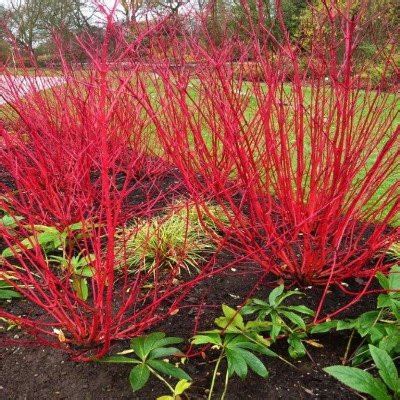 Cornus Sericea 'Cardinal' (Red Twig Dogwood) | Bountiful Gardens