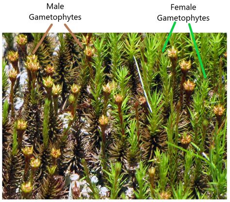 The Life Cycle of Mosses (Byrophytes) Lab | OERTX