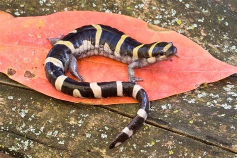 Ringed salamander - Alchetron, The Free Social Encyclopedia