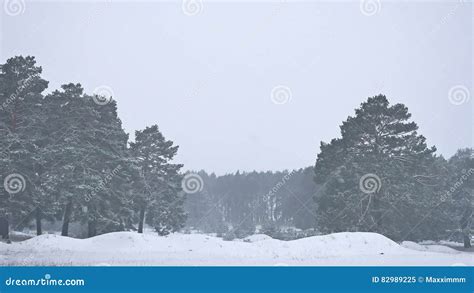 Beautiful Nature Christmas Blizzard Tree in Winter Landscape in Late Evening in Snowfall ...