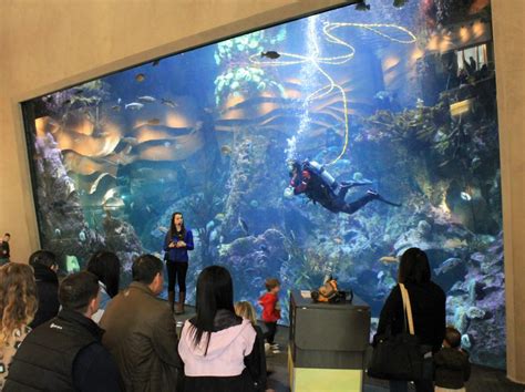 Seattle Aquarium How Long To Visit - Aquarium Views