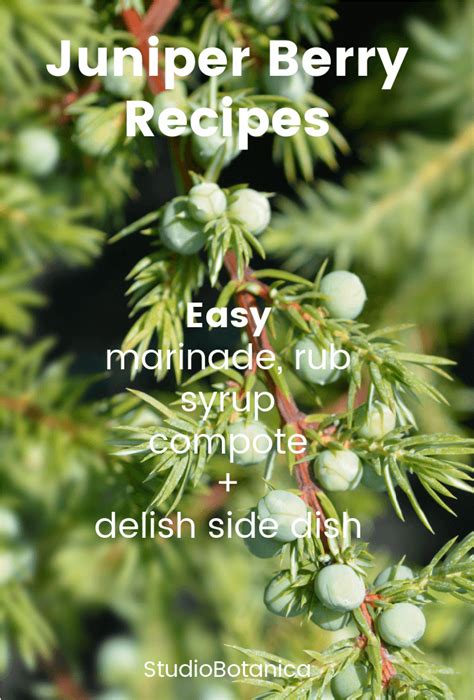 Juniper berry recipes – Artofit