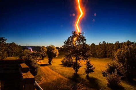 5 Trees In The World, Most Struck By Lightning | Environment Buddy