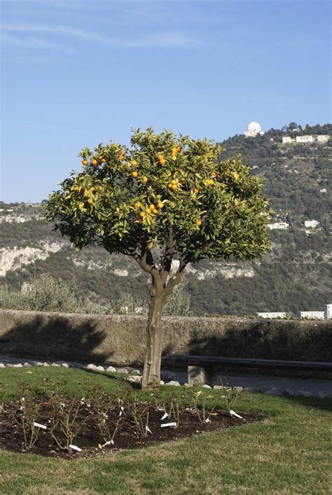 Trimming An Orange Tree - How And When To Prune Orange Trees ...