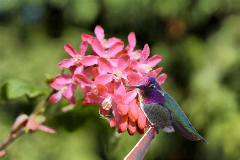 Flowers For Hummingbirds In California: 8 Extraordinary Species You Can ...