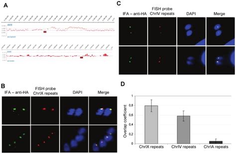 A: Genomic localisation of the FISH probes. Fish probes (red... | Download Scientific Diagram