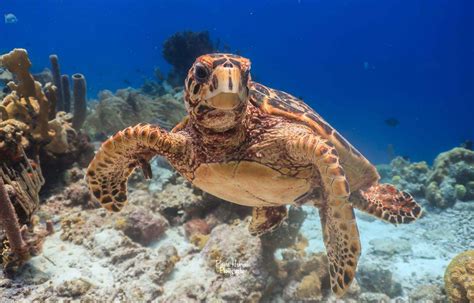 Snorkeling in Bonaire | Seacow