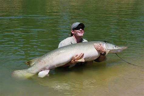 12 facts about Texas' 'misunderstood' river monster — the alligator gar - San Antonio Express-News