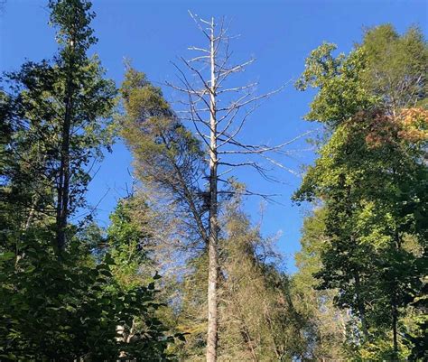 Saving one farm's hemlocks -- it all comes down to a choice | AGDAILY