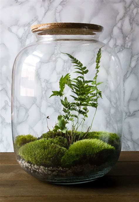 Sealed terrarium Closed Terrarium Plants, Terrarium Jar, Small Terrarium, Terrarium Ideas ...