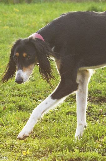 Available Dogs | UK Saluki Rescue