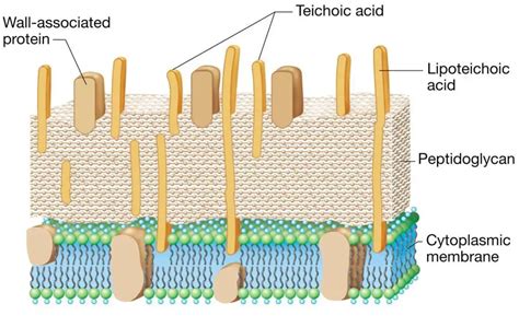 Teichoic Acid: Structure, Functions – Microbe Online