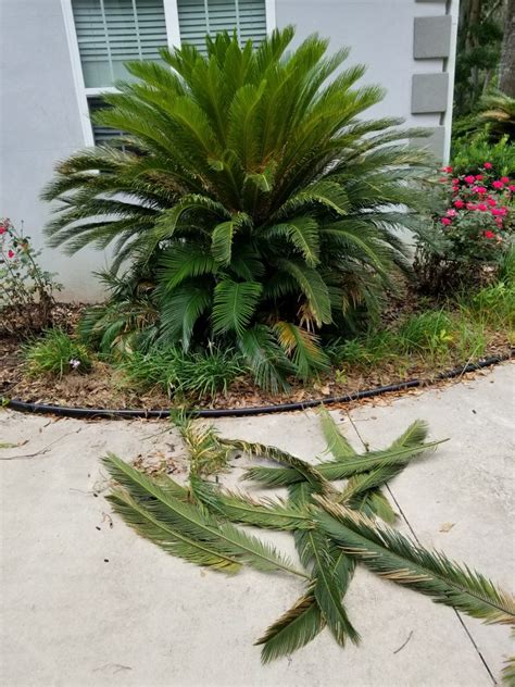 Sago Palm Pups - Handschin Farm