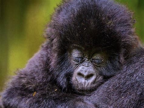 Virunga Classic Safari | Visit Virunga | Gorilla Safari