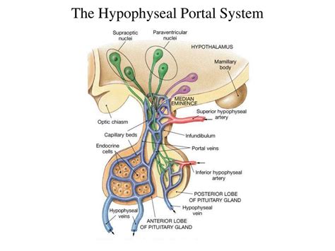 PPT - Hypothalamus and Pituitary PowerPoint Presentation, free download ...