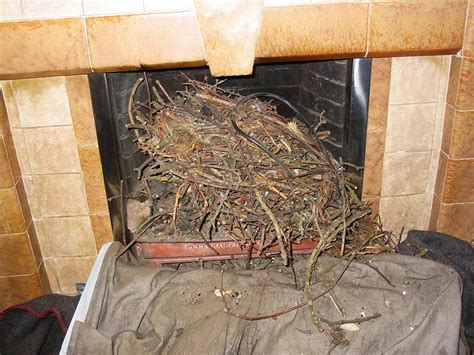 Birds Nest In Chimney | Chim-Me-Sweep Help & Advice