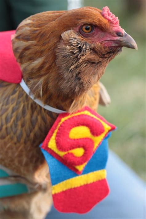 Ba-Gawks: Chickens in tiny costumes: Halloween Fun | Pet chickens ...