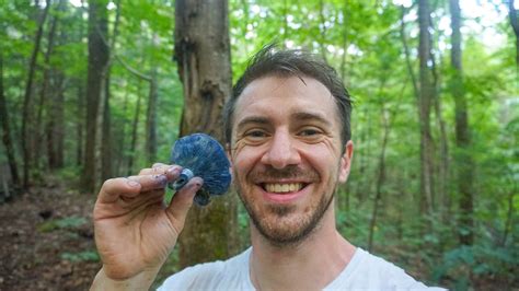 Foraging Indigo Milk Cap Mushrooms — Sonofabear