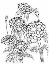 Coloring Pages Of Marigold Flowers sketch template