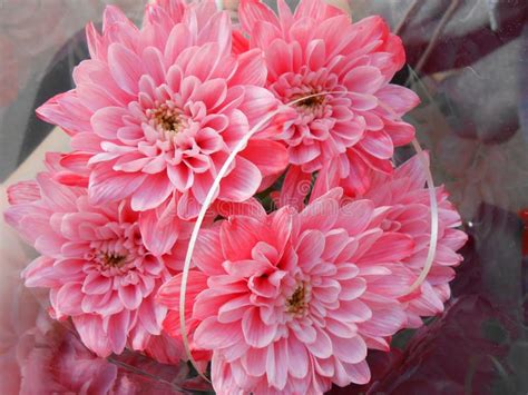 Pink Chrysanthemum. a Bouquet of Chrysanthemums Stock Photo - Image of ...