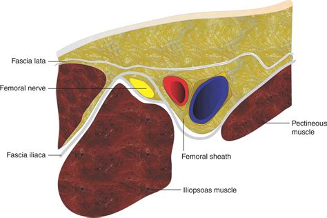 Femoral Nerve Block Anatomy