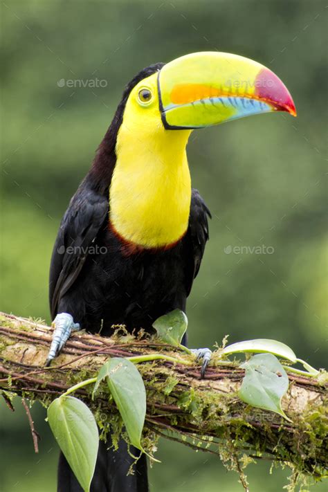 Keel-billed Toucan, Tropical Rainforest, Costa Rica Stock Photo by ...