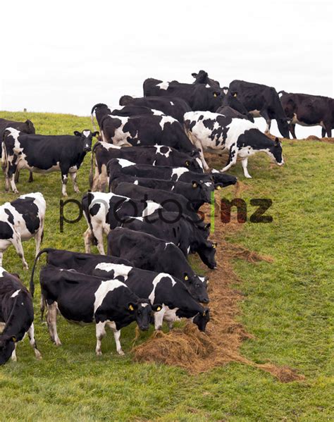 Dairy cows eating silage - New Zealand Stock Photos by Malcolm Pullman Photography