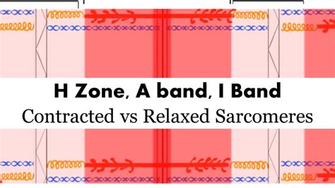 Contracted vs Relaxed Sarcomere (H zone, A Band, I Band) - YouTube