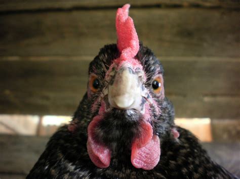 Miss Sparkle | BackYard Chickens - Learn How to Raise Chickens