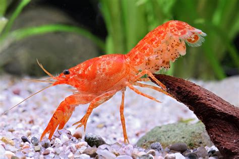 Dwarf Orange Mexican Crayfish CPO Safe With Shrimp?