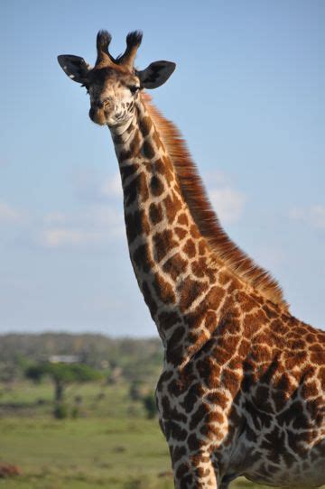 The neglected giraffe: world's tallest animal in need of conservation ...