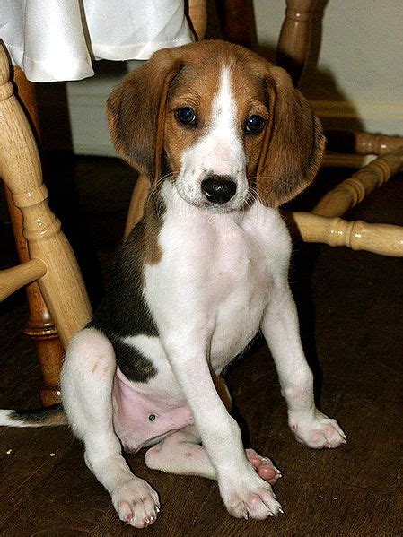 Treeing Walker Coonhound: History, Temperament, Care, Training & more - Dogs and Dog Advice ...