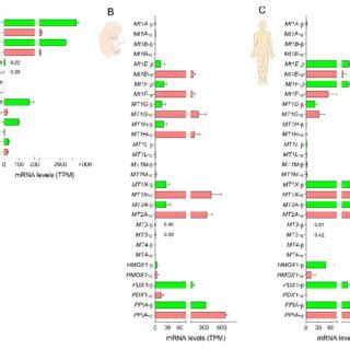 Pattern of metallothionein gene expression in pancreatic beta and alpha... | Download Scientific ...