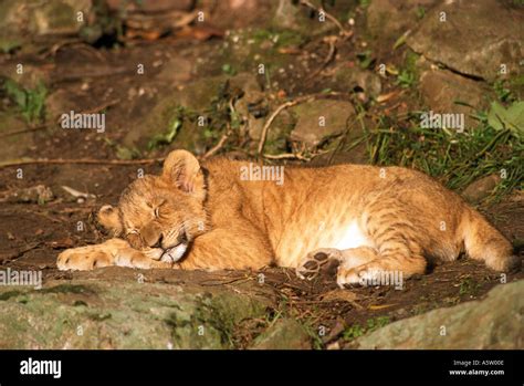 lion - cub sleeping / Panthera leo Stock Photo - Alamy