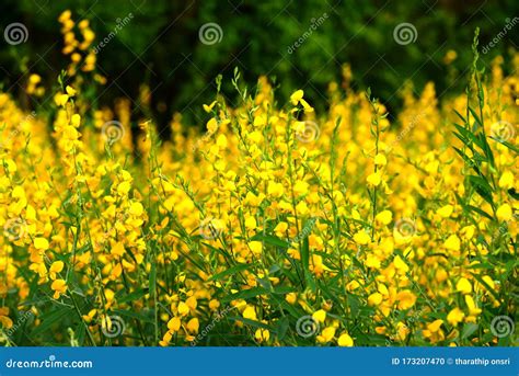 The Yellow Flowers in the Field, Stock Photo - Image of blossom ...