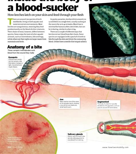 Inside the body of a blood-sucker - PressReader