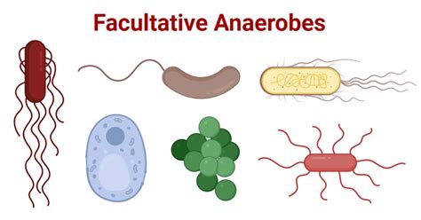 Facultative Anaerobes: Characteristics, Examples, Uses